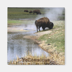 Yellowstone Nationalpark Quadrat-Magnet Magnet