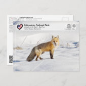 Yellowstone Nationalpark - Red Fox Postkarte (Vorne/Hinten)