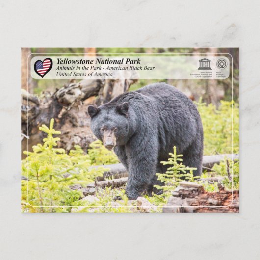 Yellowstone Nationalpark - Schwarzer Bär Postkarte (Vorderseite)