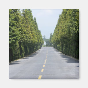 Yellowstone Nationalpark USA, Treelined Straße Magnet