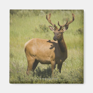 Yellowstone Nationalpark USA, Wyoming, Elch Magnet