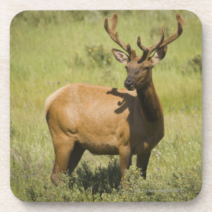 Yellowstone Nationalpark USA, Wyoming, Elch Untersetzer