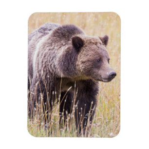 Yellowstone Nationalpark USA, Wyoming, Graubär 3 Magnet