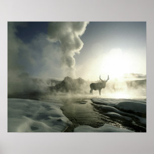Yellowstone Nationalpark USA, Wyoming. Poster