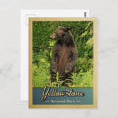 Yellowstone Nationalpark Vintager Bär Postkarte (Vorne/Hinten)