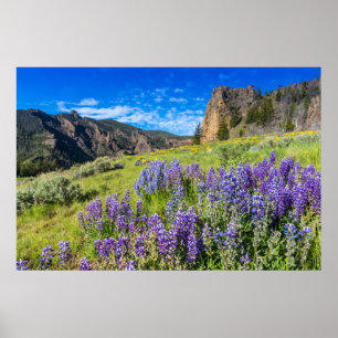 Yellowstone Nationalpark Wildblumen Landschaft Poster