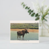 Yellowstone Nationalpark Wyoming BULL MOOSE Postkarte (Stehend Vorderseite)