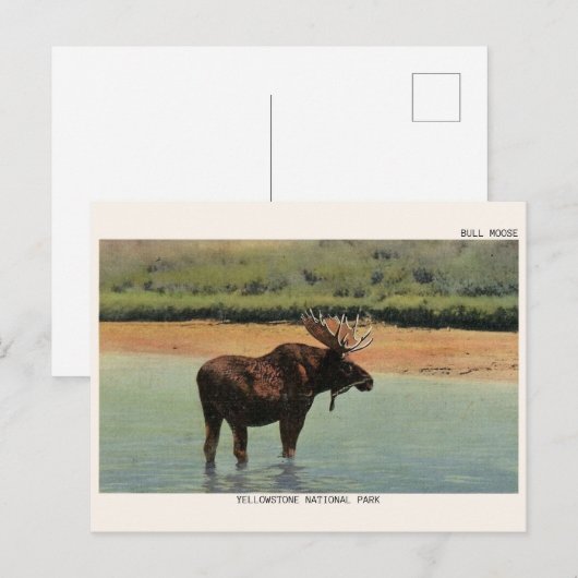 Yellowstone Nationalpark Wyoming BULL MOOSE Postkarte (Vorne/Hinten)