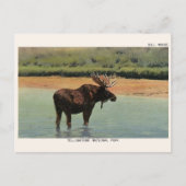 Yellowstone Nationalpark Wyoming BULL MOOSE Postkarte (Vorderseite)