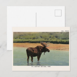 Yellowstone-Nationalpark Wyoming BULLENELCH Postkarte