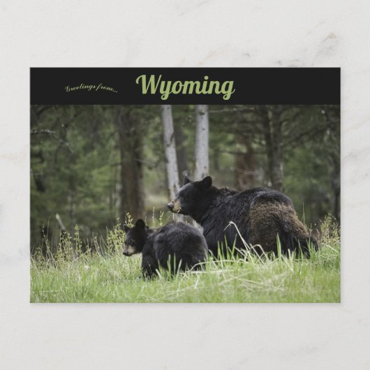 Yellowstone Nationalpark Wyoming Postkarte (Vorderseite)