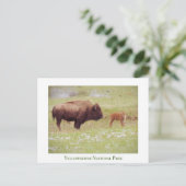Yellowstone Nationalparkkarte mit Bison & Kalb Postkarte (Stehend Vorderseite)