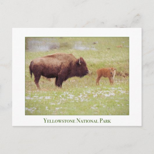 Yellowstone Nationalparkkarte mit Bison & Kalb Postkarte (Vorderseite)
