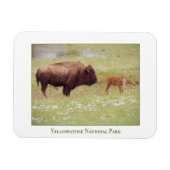 Yellowstone Nationalparkmagnet mit Bison & Kalb Magnet (Horizontal)