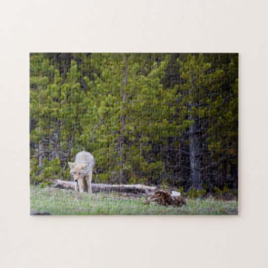 Yellowstone - Neugierige Coyote - 11x14 - 252 Stk. Puzzle (Horizontal)