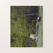 Yellowstone - Neugierige Coyote - 11x14 - 252 Stk. Puzzle (Vertikal)