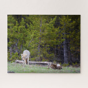 Yellowstone - Neugierige Coyote - 16x20 - 520 Stk. Puzzle