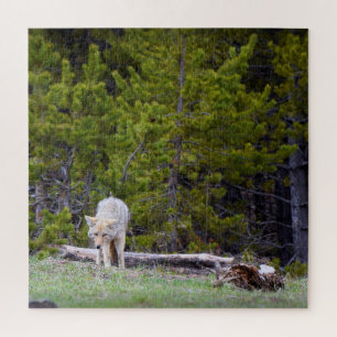 Yellowstone - Neugierige Coyote - 20x20 - 676 Stk. Puzzle