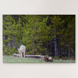 Yellowstone - Neugierige Coyote - 20x30 - 1014 Stk Puzzle