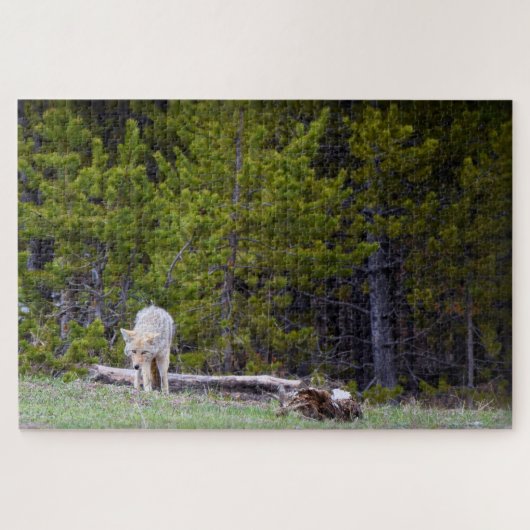 Yellowstone - Neugierige Coyote - 20x30 - 1014 Stk Puzzle (Horizontal)
