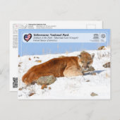Yellowstone NP - Mountain Lion (Cougar) Postkarte (Vorne/Hinten)
