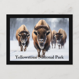 Yellowstone Postkarte