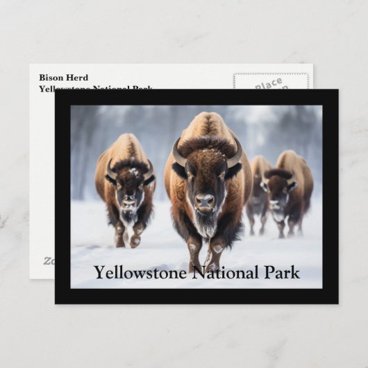 Yellowstone Postkarte (Vorne/Hinten)