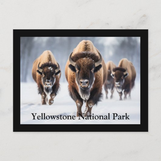 Yellowstone Postkarte (Vorderseite)