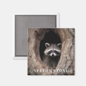 Yellowstone Raccoon Magnet (Vorderseite/Rückseite)