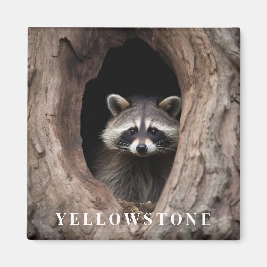 Yellowstone Raccoon Magnet (Vorne)