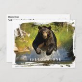 Yellowstone Schwarzbär Postkarte (Vorne/Hinten)