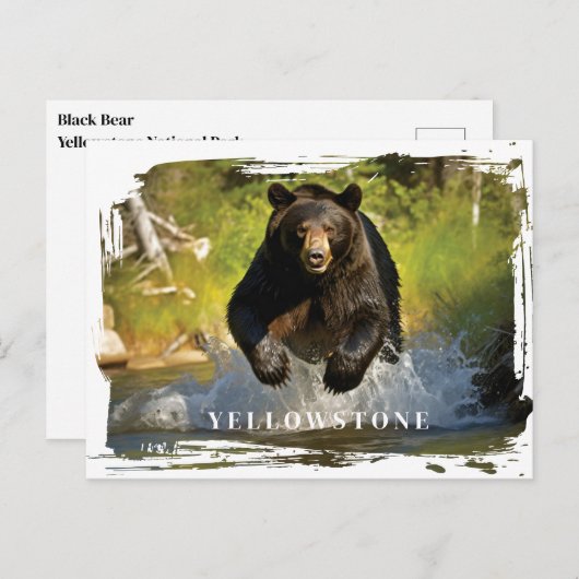 Yellowstone Schwarzbär Postkarte (Vorne/Hinten)