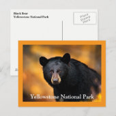 Yellowstone Schwarzbär Postkarte (Vorne/Hinten)
