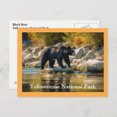 Yellowstone Schwarzbär Postkarte (Vorne/Hinten)