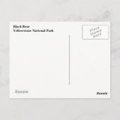 Yellowstone Schwarzbär Postkarte (Rückseite)