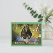 Yellowstone Schwarzbär Postkarte (Stehend Vorderseite)