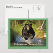 Yellowstone Schwarzbär Postkarte (Vorne/Hinten)