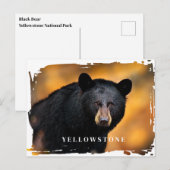 Yellowstone Schwarzbär Postkarte (Vorne/Hinten)