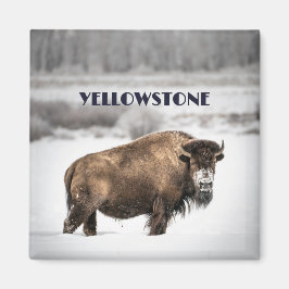 Yellowstone Snowy Buffalo Magnet