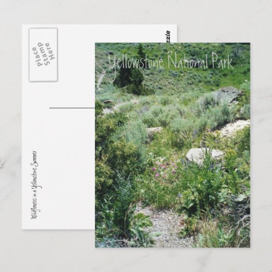 Yellowstone Sommer Postkarte (Vorne/Hinten)