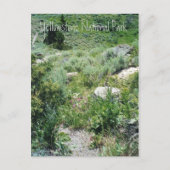 Yellowstone Sommer Postkarte (Vorderseite)