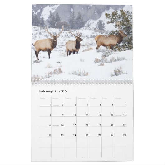 Yellowstone Wildlife Kalender (Feb 2026)