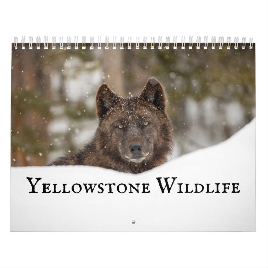 Yellowstone Wildlife Kalender (Titelbild)