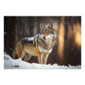 Yellowstone Wolf Foto Print (Vorne)