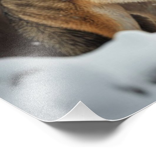 Yellowstone Wolf Foto Print (Ecke)