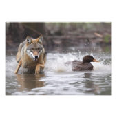 Yellowstone Wolf Foto Print (Vorne)