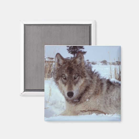 Yellowstone Wolf Magnet (Vorderseite/Rückseite)