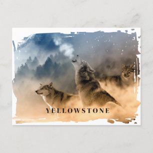 Yellowstone Wolf Postcard Postkarte