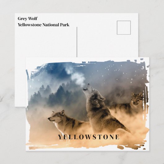 Yellowstone Wolf Postcard Postkarte (Vorne/Hinten)