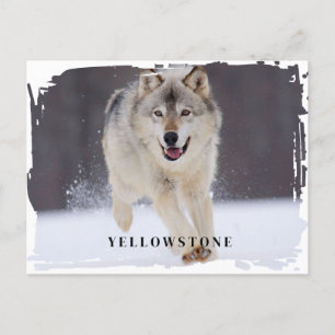 Yellowstone Wolf Postcard Postkarte